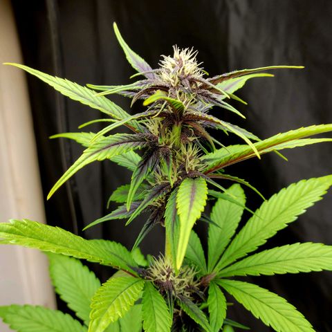 Red Poison Auto growlog timeline photo