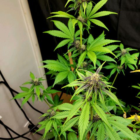 Red Poison Auto growlog timeline photo