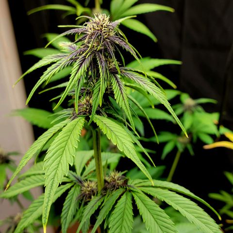 Red Poison Auto growlog timeline photo