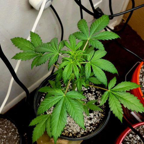 Red Poison Auto growlog timeline photo