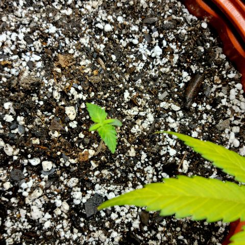 Critical 2.0 Auto growlog timeline photo