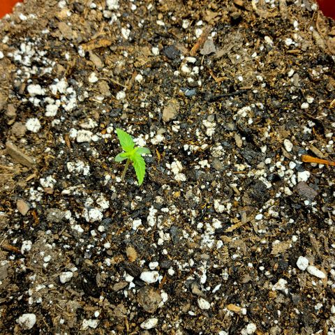Critical 2.0 Auto growlog timeline photo