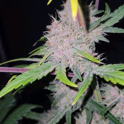 Tropicana Cookies Auto growlog timeline photo