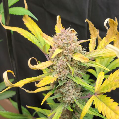 Tropicana Cookies Auto growlog timeline photo