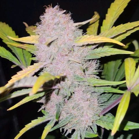 Tropicana Cookies Auto growlog timeline photo