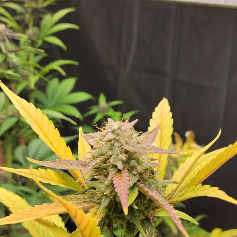 Tropicana Cookies Auto growlog timeline photo