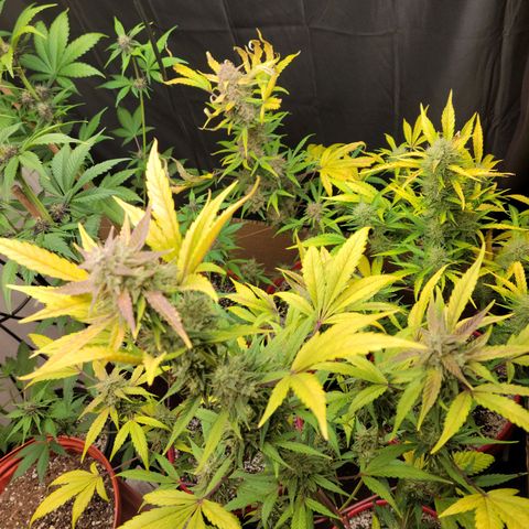 Tropicana Cookies Auto growlog timeline photo