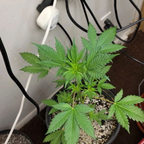 Red Poison Auto growlog timeline photo