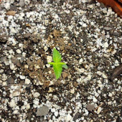 Critical 2.0 Auto growlog timeline photo