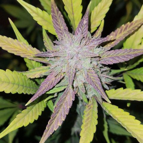Tropicana Cookies Auto growlog timeline photo