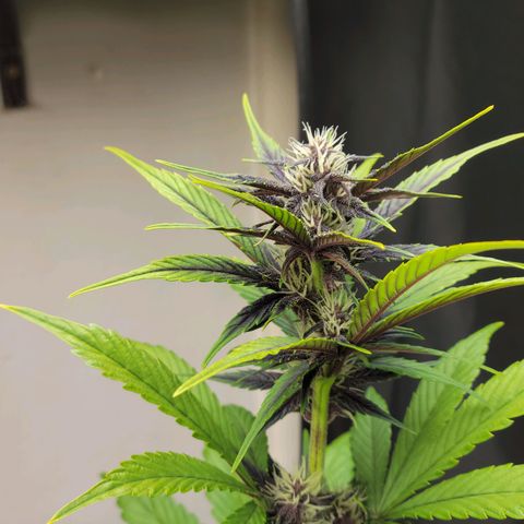 Red Poison Auto growlog timeline photo