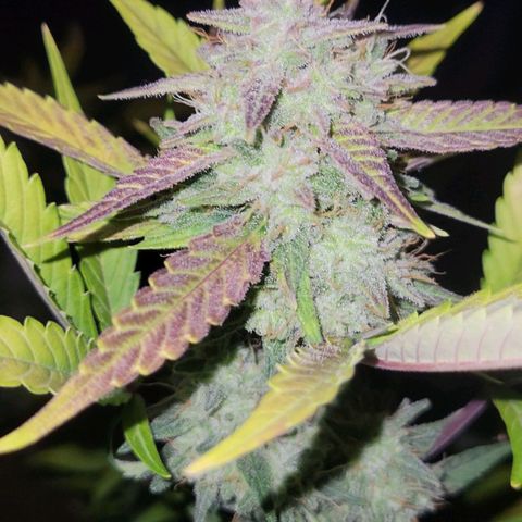 Tropicana Cookies Auto growlog timeline photo