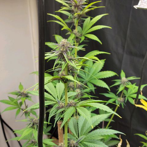 Red Poison Auto growlog timeline photo