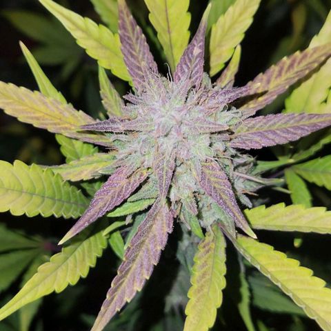 Tropicana Cookies Auto growlog timeline photo
