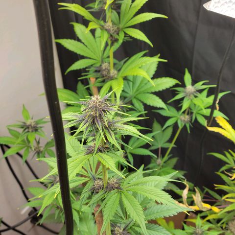 Red Poison Auto growlog timeline photo