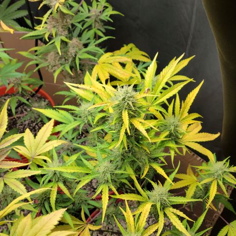 Tropicana Cookies Auto growlog timeline photo