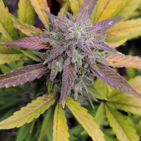 Tropicana Cookies Auto growlog timeline photo