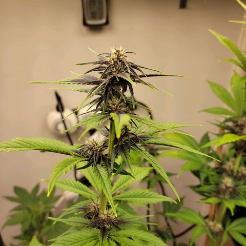 Red Poison Auto growlog timeline photo
