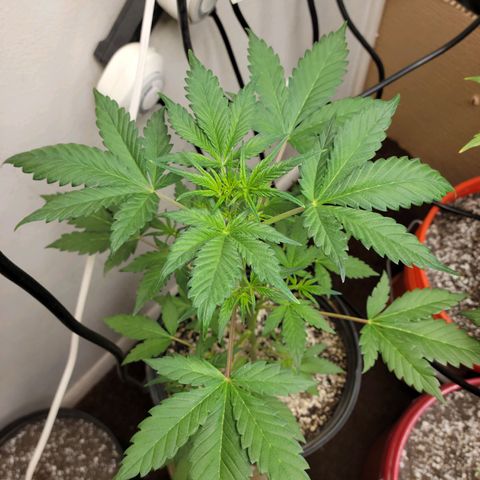 Red Poison Auto growlog timeline photo