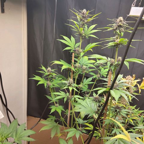 Red Poison Auto growlog timeline photo