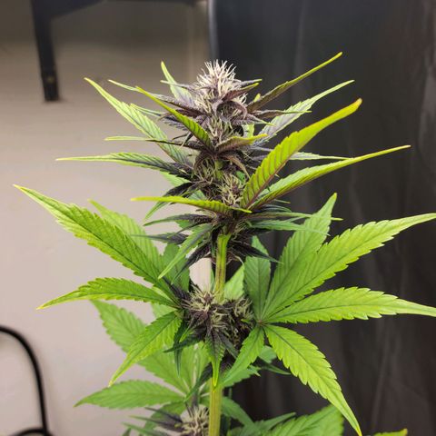 Red Poison Auto growlog timeline photo