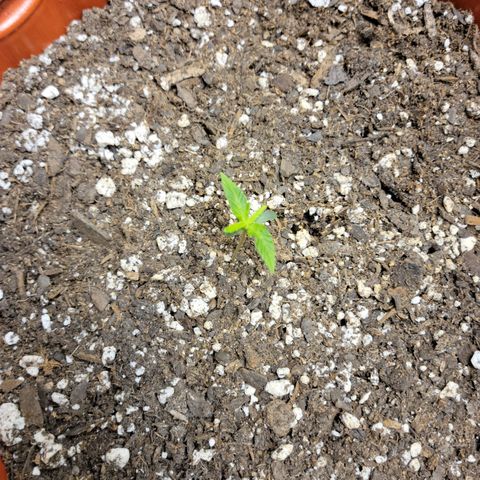 Critical 2.0 Auto growlog timeline photo