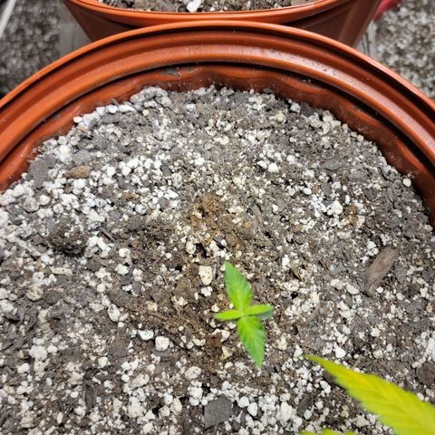 Critical 2.0 Auto growlog timeline photo