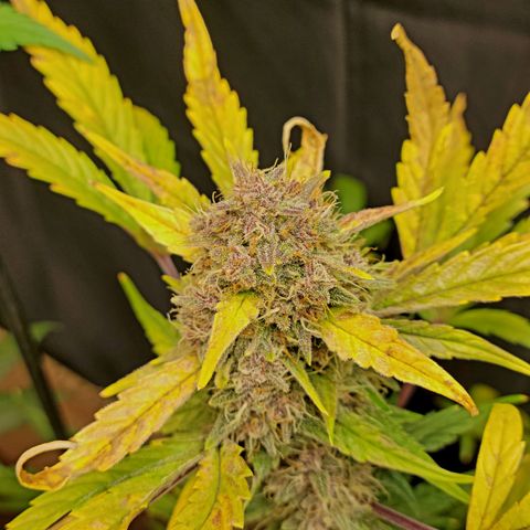 Tropicana Cookies Auto growlog timeline photo