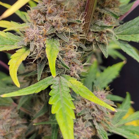 Tropicana Cookies Auto growlog timeline photo