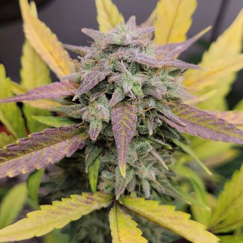 Tropicana Cookies Auto growlog timeline photo
