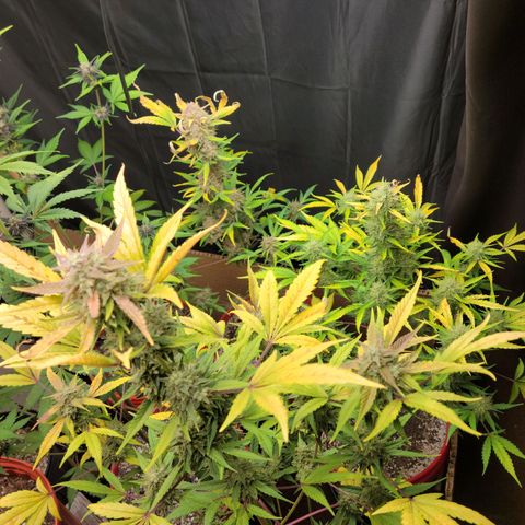 Tropicana Cookies Auto growlog timeline photo