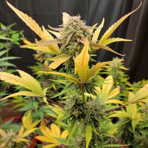 Tropicana Cookies Auto growlog timeline photo
