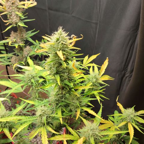 Tropicana Cookies Auto growlog timeline photo