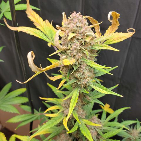Tropicana Cookies Auto growlog timeline photo