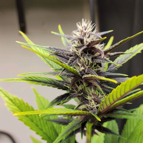 Red Poison Auto growlog timeline photo