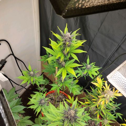 Red Poison Auto growlog timeline photo