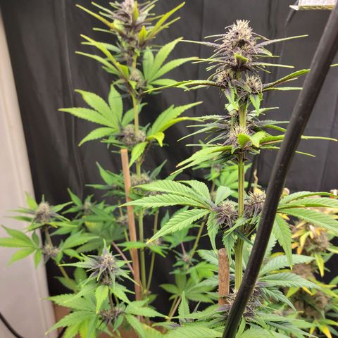 Red Poison Auto growlog timeline photo