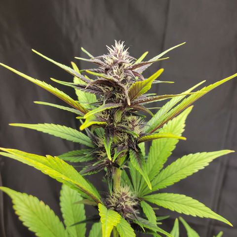 Red Poison Auto growlog timeline photo