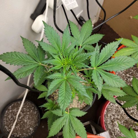 Red Poison Auto growlog timeline photo
