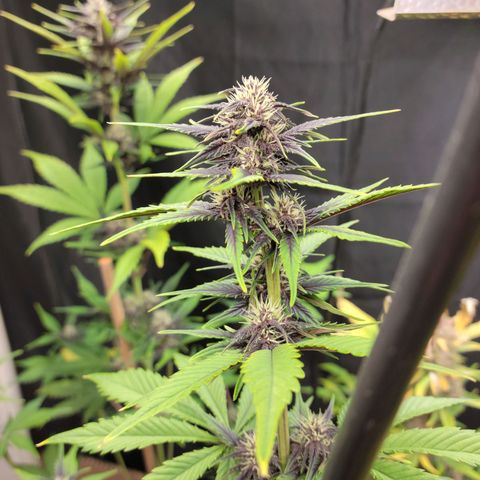 Red Poison Auto growlog timeline photo