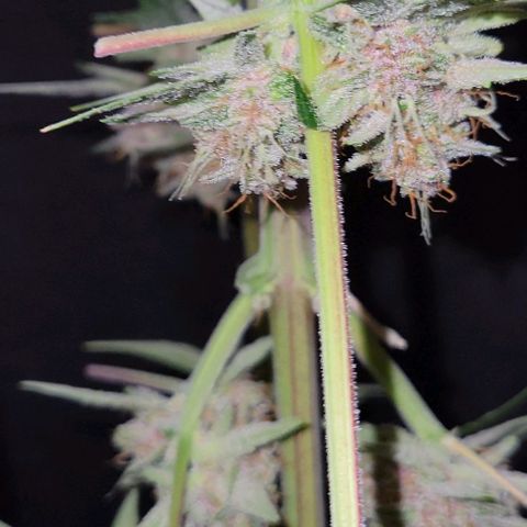 Tropicana Cookies Auto growlog timeline photo
