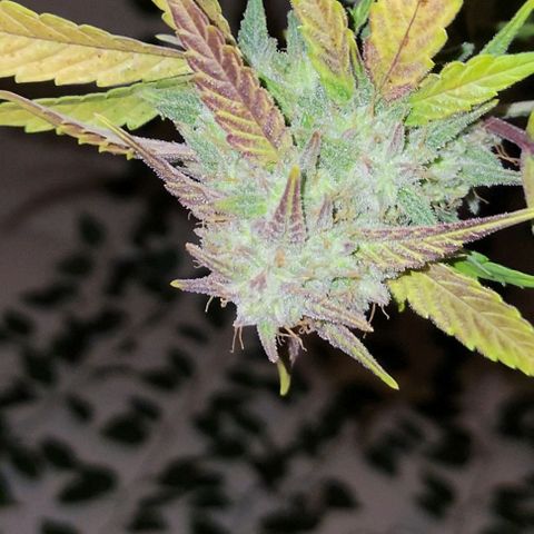 Tropicana Cookies Auto growlog timeline photo