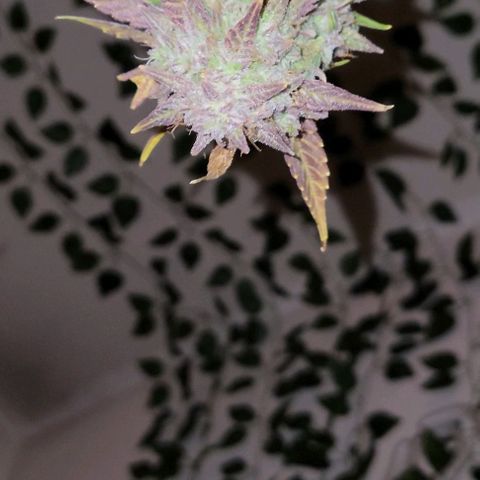 Tropicana Cookies Auto growlog timeline photo