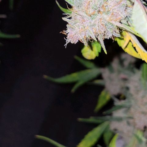Tropicana Cookies Auto growlog timeline photo