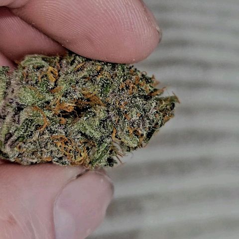 Tropicana Cookies Auto growlog timeline photo