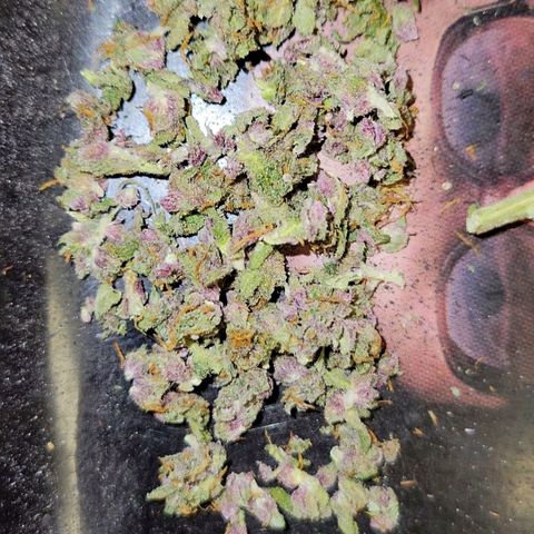 Tropicana Cookies Auto growlog timeline photo