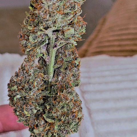Tropicana Cookies Auto growlog timeline photo