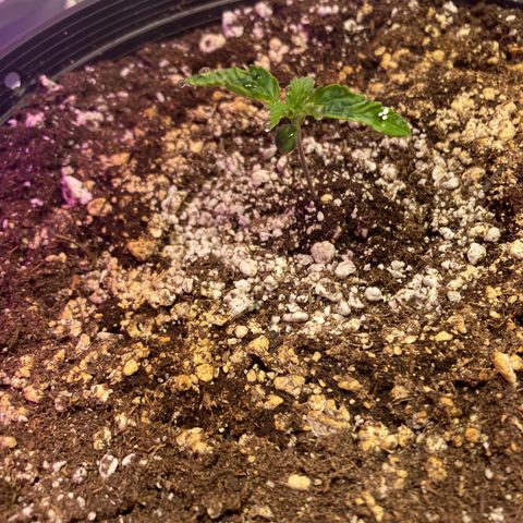 Stay Puft growlog timeline photo