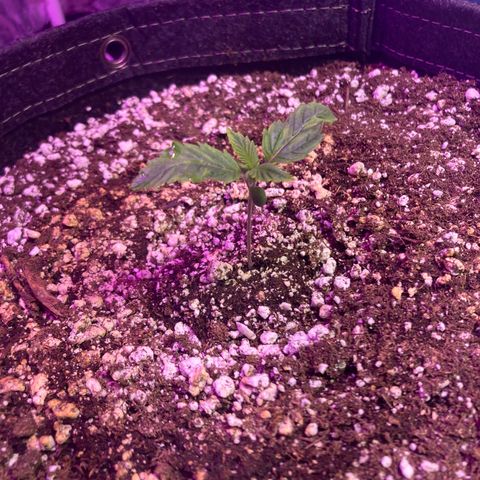 Stay Puft growlog timeline photo