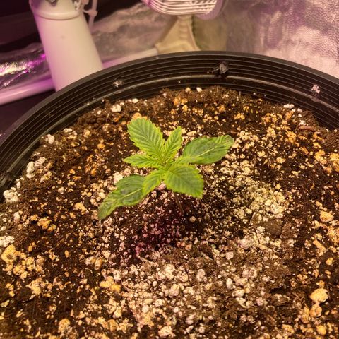 Stay Puft growlog timeline photo